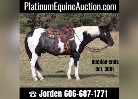 Quarter horse américain, Hongre, 8 Ans, 155 cm, Tobiano-toutes couleurs