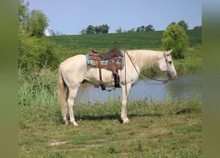 Quarter horse américain, Hongre, 8 Ans, 157 cm, Gris