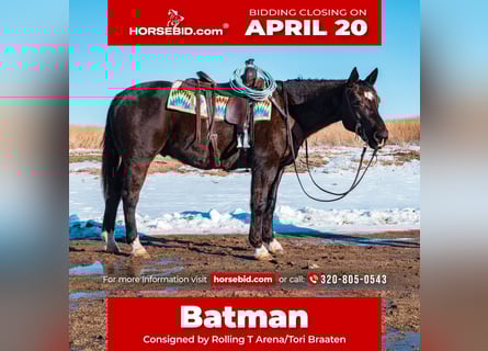 Quarter horse américain, Hongre, 8 Ans, 157 cm, Noir