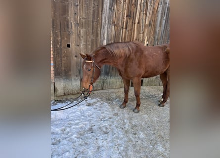 Quarter horse américain, Hongre, 8 Ans, 160 cm, Alezan