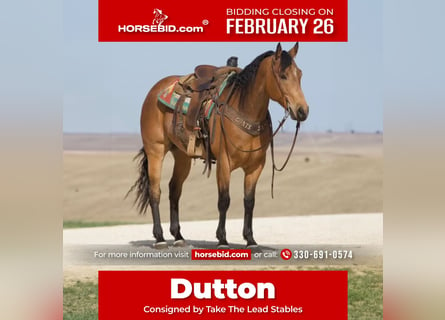 Quarter horse américain, Hongre, 8 Ans, 160 cm, Buckskin