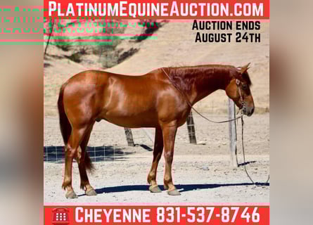 Quarter horse américain, Hongre, 8 Ans, 163 cm, Alezan cuivré