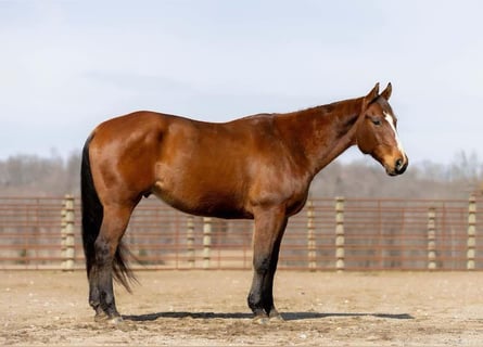 Quarter horse américain, Hongre, 8 Ans, 163 cm, Bai cerise