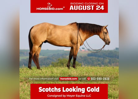Quarter horse américain, Hongre, 8 Ans, 163 cm, Buckskin