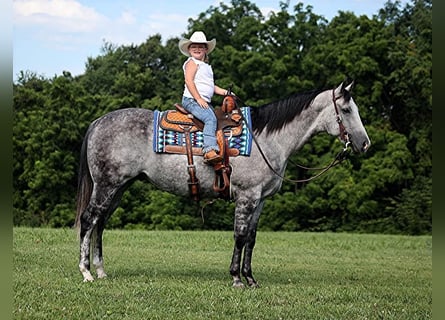 Quarter horse américain, Hongre, 8 Ans, 163 cm, Gris pommelé