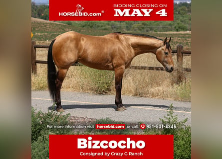 Quarter horse américain, Hongre, 8 Ans, Buckskin