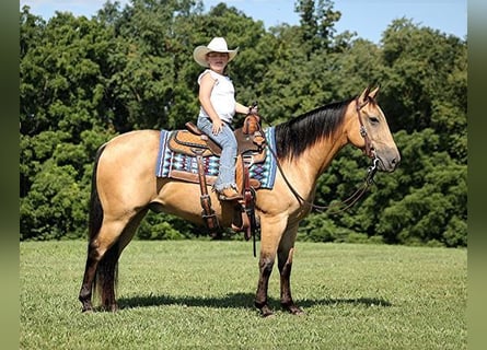 Quarter horse américain, Hongre, 8 Ans, Buckskin