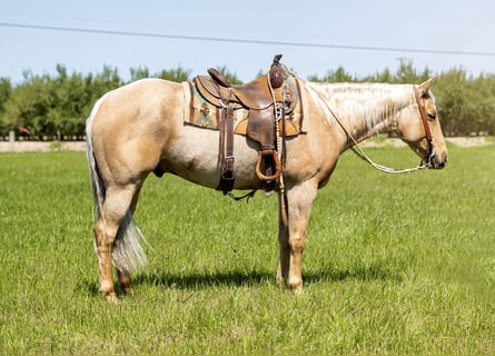 Quarter horse américain, Hongre, 8 Ans, Palomino
