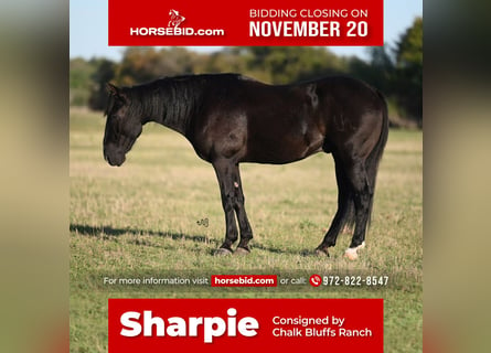 Quarter horse américain, Hongre, 9 Ans, 142 cm, Noir