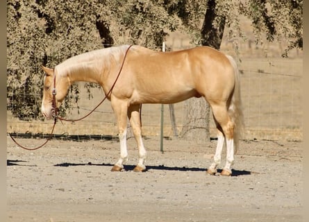 Quarter horse américain, Hongre, 9 Ans, 142 cm, Palomino