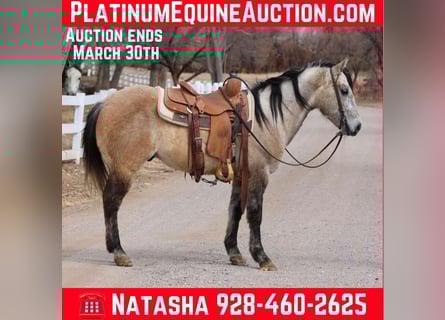 Quarter horse américain, Hongre, 9 Ans, 145 cm, Gris