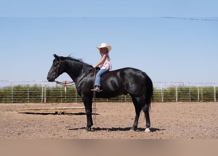 Quarter horse américain, Hongre, 9 Ans, 145 cm, Noir