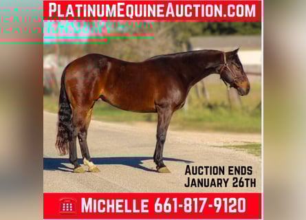 Quarter horse américain, Hongre, 9 Ans, 147 cm, Bai cerise