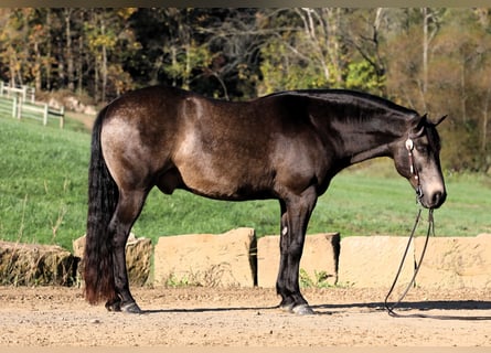 Quarter horse américain Croisé, Hongre, 9 Ans, 147 cm, Buckskin