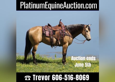 Quarter horse américain, Hongre, 9 Ans, 147 cm, Buckskin
