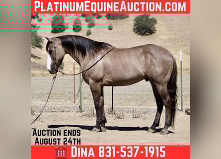 Quarter horse américain, Hongre, 9 Ans, 147 cm, Grullo