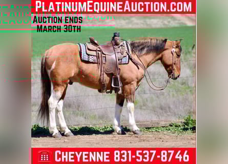 Quarter horse américain, Hongre, 9 Ans, 147 cm, Isabelle