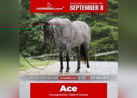 Quarter horse américain, Hongre, 9 Ans, 147 cm, Rouan Bleu