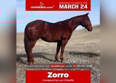 Quarter horse américain, Hongre, 9 Ans, 150 cm, Alezan cuivré