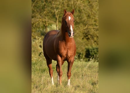 Quarter horse américain, Hongre, 9 Ans, 150 cm, Alezan