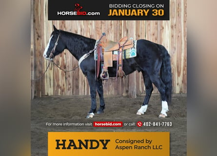 Quarter horse américain, Hongre, 9 Ans, 150 cm, Noir