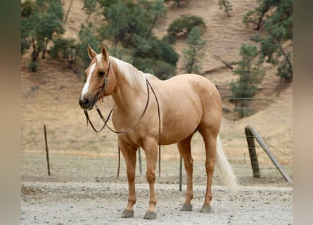 Quarter horse américain, Hongre, 9 Ans, 150 cm, Palomino