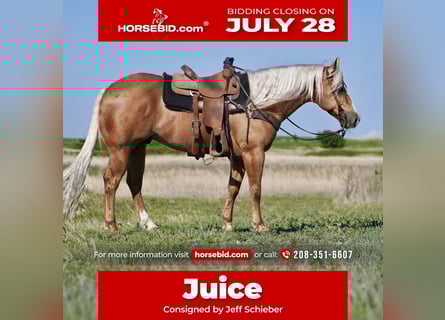 Quarter horse américain, Hongre, 9 Ans, 150 cm, Palomino