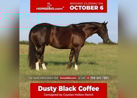 Quarter horse américain, Hongre, 9 Ans, 152 cm, Alezan brûlé