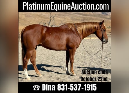 Quarter horse américain, Hongre, 9 Ans, 152 cm, Alezan brûlé