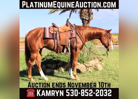 Quarter horse américain, Hongre, 9 Ans, 152 cm, Alezan brûlé