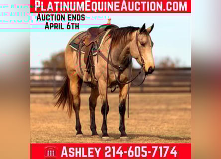 Quarter horse américain, Hongre, 9 Ans, 152 cm, Buckskin