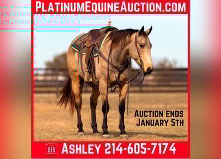 Quarter horse américain, Hongre, 9 Ans, 152 cm, Buckskin