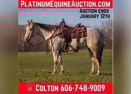 Quarter horse américain, Hongre, 9 Ans, 152 cm, Gris