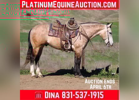 Quarter horse américain, Hongre, 9 Ans, 152 cm, Gris