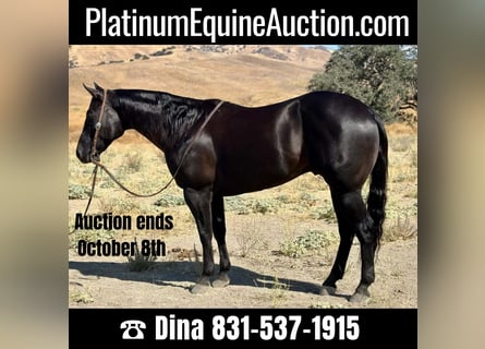 Quarter horse américain, Hongre, 9 Ans, 152 cm, Noir