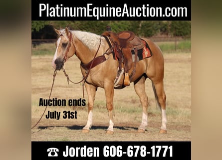 Quarter horse américain, Hongre, 9 Ans, 152 cm, Palomino