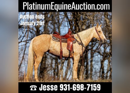 Quarter horse américain, Hongre, 9 Ans, 152 cm, Palomino
