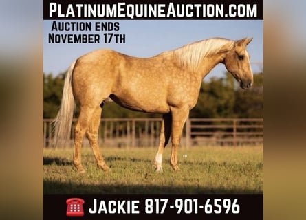 Quarter horse américain, Hongre, 9 Ans, 152 cm, Palomino