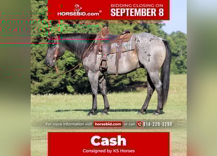 Quarter horse américain, Hongre, 9 Ans, 152 cm, Rouan Bleu Quarter horse américain, Hongre, 9 Ans, 152 cm, Rouan Bleu