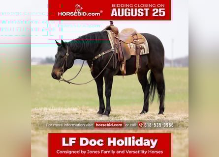 Quarter horse américain, Hongre, 9 Ans, 155 cm, Bai