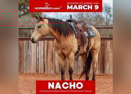 Quarter horse américain, Hongre, 9 Ans, 155 cm, Buckskin