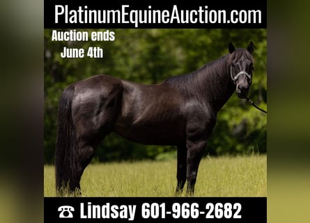 Quarter horse américain, Hongre, 9 Ans, 155 cm, Noir