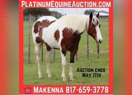 Quarter horse américain, Hongre, 9 Ans, 155 cm, Tobiano-toutes couleurs