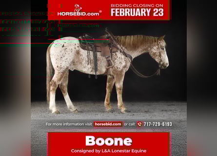 Quarter horse américain, Hongre, 9 Ans, 155 cm