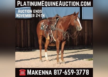 Quarter horse américain, Hongre, 9 Ans, 157 cm, Alezan brûlé