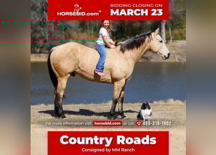 Quarter horse américain, Hongre, 9 Ans, 157 cm, Buckskin