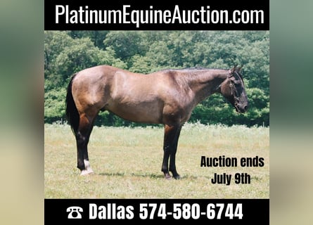 Quarter horse américain, Hongre, 9 Ans, 157 cm, Grullo