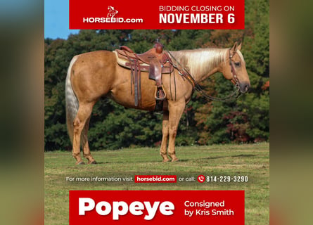 Quarter horse américain, Hongre, 9 Ans, 157 cm, Palomino