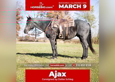 Quarter horse américain, Hongre, 9 Ans, 160 cm, Rouan Bleu