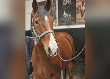 Quarter horse américain, Hongre, 9 Ans, 161 cm, Bai